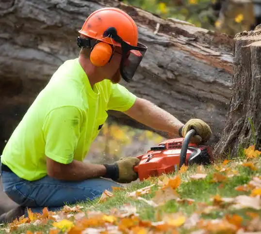 tree services Beverly Hills